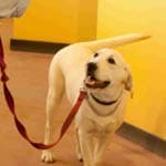 Dairydell Dog Training Blog 4