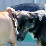 Dairydell Dog Training Blog 2