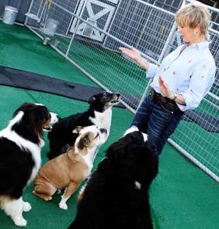 Dairydell Dog Training Blog 11