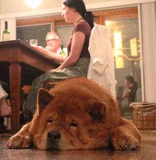 chow family dog napping on floor near dinner table