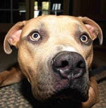 pit bull dog with surprised curious look in golden eyes, thumnail photo