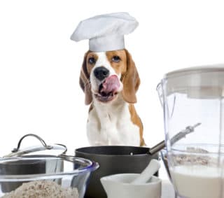 Photo of Dog in kitchen