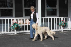 Dairydell Dog Training Blog 5