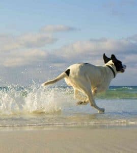 Dairydell board and train graduate running on beach