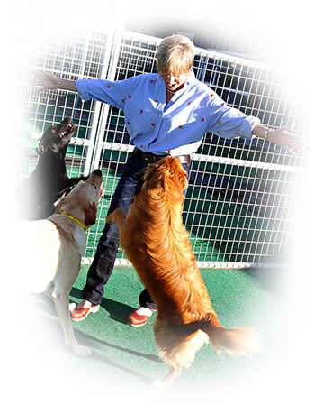 Camilla Gray-Nelson training a group of dogs