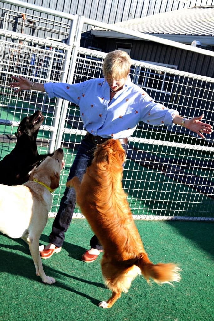 Peak Seasons Deposit Policy Dairydell Canine Dog