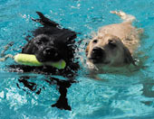 Dog Boarding in Sonoma County 12 Photo of Swimming Dogs