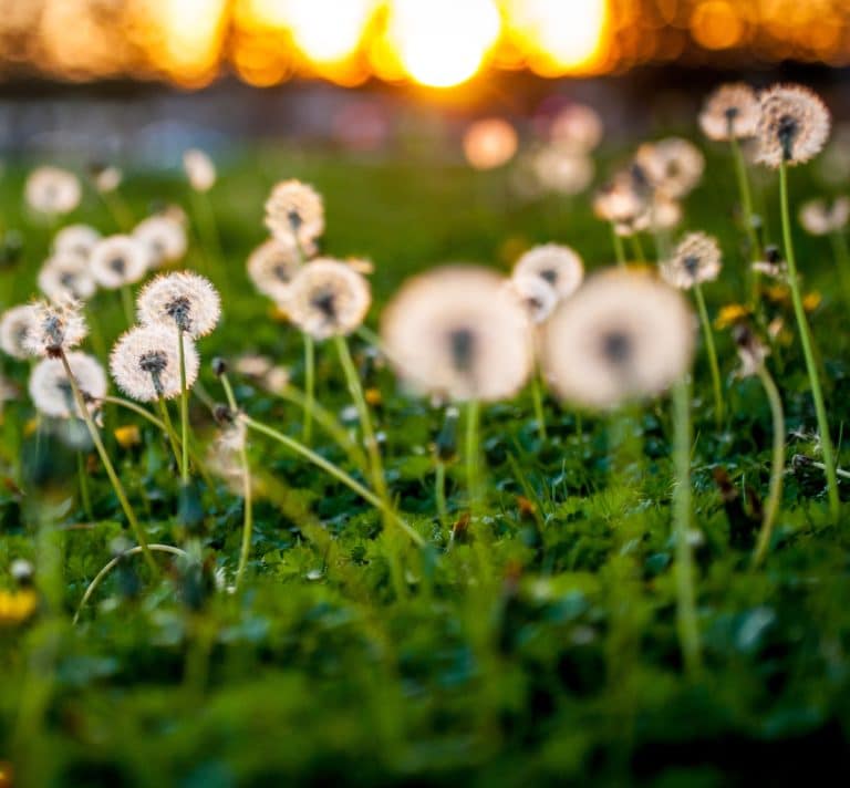 Rohnert Park dandelions