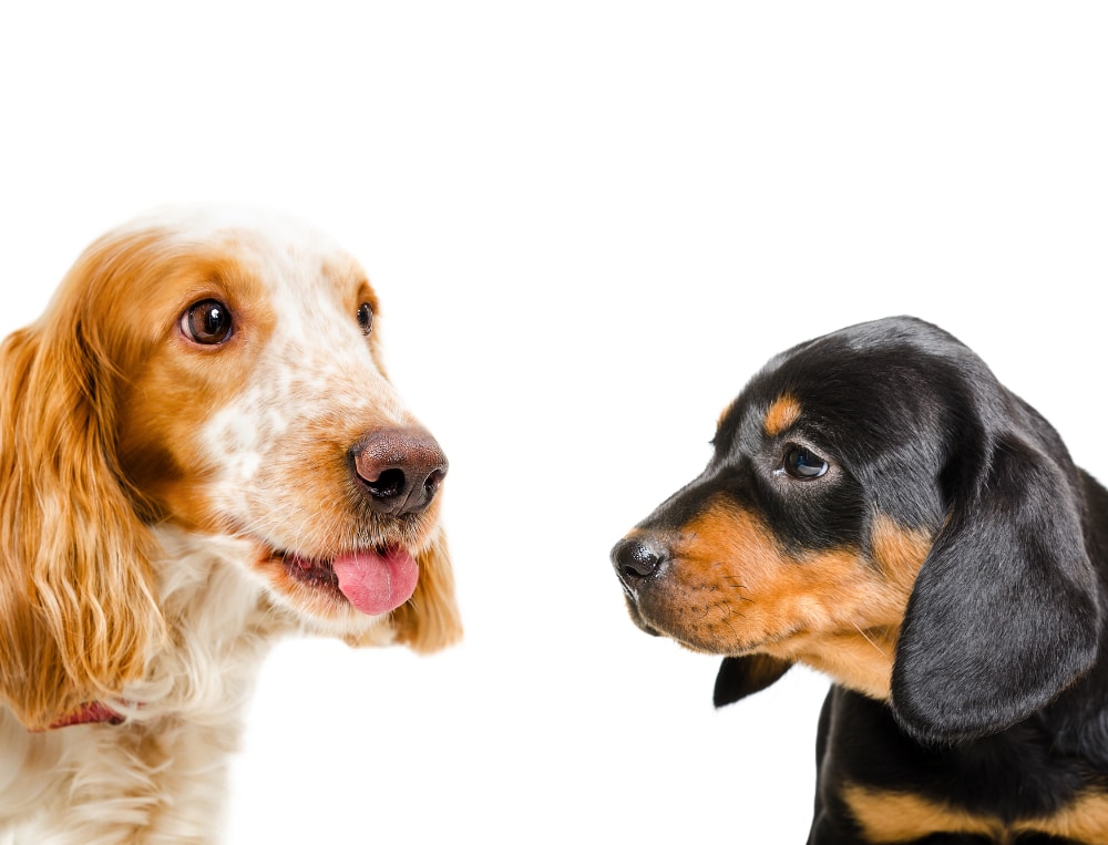 dog socialization photo of two dogs facing each other