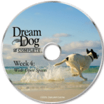 Dairydell board and train DVD - Week 4 off leash training