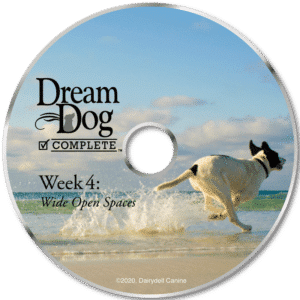 Dairydell board and train DVD - Week 4 off leash training