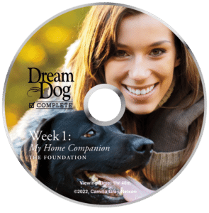 Dairydell Board and Train DVD - Week One on leash