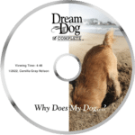 Board & Train - Dream Dog Complete Week 1 6
