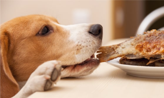 dog counter surfing for food before Dairydell Board and Train retraining